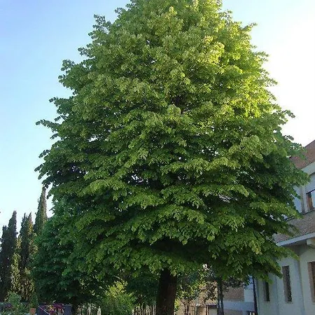 Montarioso Σιένα